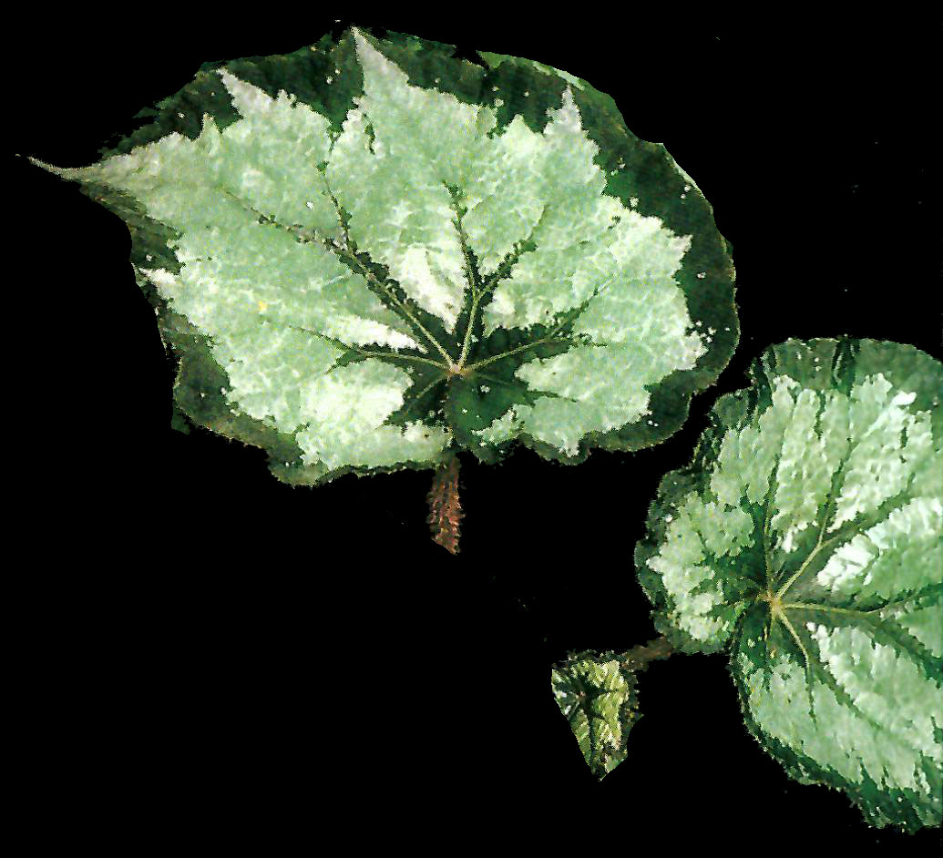 B. ‘Kachidoki’